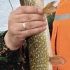 Блесна Riverzone Malyusk 15гр 60мм gold: отзывы
