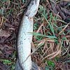 Блесна Riverzone Live Bait 20гр 67мм silver: отзывы