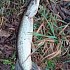 Блесна Riverzone Live Bait 20гр 67мм silver: отзывы