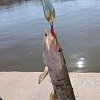 Блесна Riverzone Pike Fighter 10гр 43мм gold: отзывы