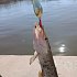 Блесна Riverzone Pike Fighter 10гр 43мм gold: отзывы