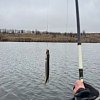 Блесна Riverzone Pike Fighter 15гр 50мм gold: отзывы