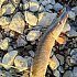 Блесна Riverzone Tadpole 15гр 60мм silver: отзывы