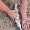 Блесна Riverzone Live Bait 10гр 53мм silver: отзывы