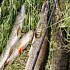 Блесна Riverzone Predator 20гр 55мм silver: отзывы