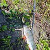 Блесна Riverzone Live Bait 20гр 67мм gold: отзывы