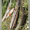 Блесна Riverzone LittleKiller 20гр 61мм gold: отзывы
