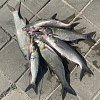 Блесна УЛОВКА Пуговица 14гр с крючком: отзывы
