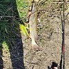 Спиннинг Champion Rods Team Dubna Generation ll TD2-802M: отзывы