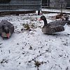 Подсадной гусь Taigan Goose shell сторожевой со съемной головой,корпус: отзывы
