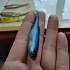 Приманка Savage Gear Craft Shad  8.8см 4.6гр Blue Pearl Bulk 1/40: отзывы