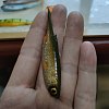 Приманка Savage Gear Craft Shad 10см 6гр Green Silver Bulk 1/40: отзывы