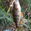 Приманка Keitech виброхвост Easy Shiner 3,5" 418 Blueгрill Flash: отзывы