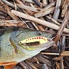 Блесна Riverzone Predator 10гр 55мм gold: отзывы
