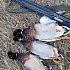 Ружье Benelli Montefeltro Synthetic 12х76 760мм: отзывы