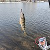 Насадка Lucky John Pro series extra blood worm XL мотыль уп.160шт: отзывы
