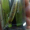 Воблер Zipbaits Rigge S-line MDR 029R: отзывы