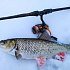 Катушка Daiwa Iprimi LT 2000S-P: отзывы
