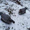 Подсадной гусь Taigan Goose shell сторожевой со съемной головой,корпус: отзывы