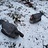 Подсадной гусь Taigan Goose shell сторожевой со съемной головой,корпус: отзывы