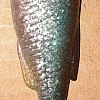 Приманка Savage Gear Craft Shad 10см 6гр Roach Bulk 1/40: отзывы