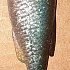 Приманка Savage Gear Craft Shad 10см 6гр Roach Bulk 1/40: отзывы