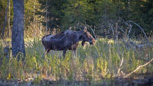 Охота на лося: способы, тактика, оружие и боеприпасы