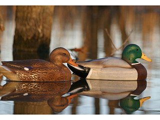 Подсадная утка кряква Flambeau Classic Mallard комплект 12шт - фото 7