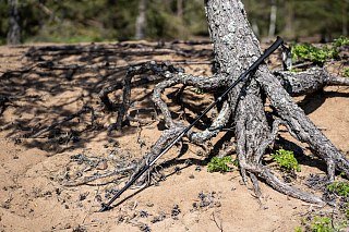 Палки Talberg ASTRA-Z POLE треккинговые черный - фото 4