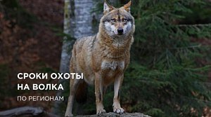 Сроки охоты на волка 2022: открытие охоты по регионам