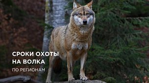 Сроки охоты на волка 2022: открытие охоты по регионам