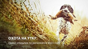 Охота на утку: сроки открытия по регионам в 2023 году