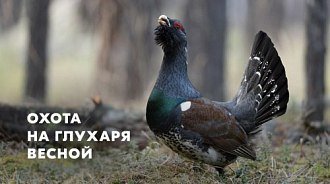Охота на глухаря весной