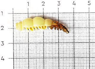 Приманка Boroda Baits Larva цв.слеза ангела 12шт - фото 2