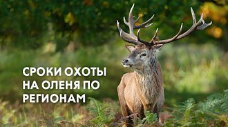 Открытие охоты на пятнистого, благородного, дикого северного оленей по регионам в 2022 году