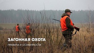 Загонная охота: правила и особенности