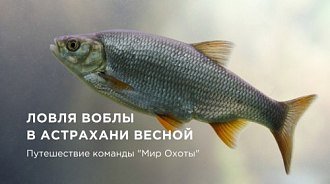 Ловля воблы в Астрахани весной