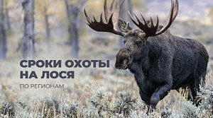 Сроки охоты на лося 2025: открытие охоты по регионам