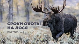 Сроки охоты на лося 2025: открытие охоты по регионам