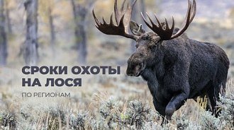 Сроки охоты на лося 2025: открытие охоты по регионам