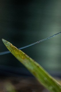 Леска Fox Carp Mono 20lb 0.38мм 850м - фото 6