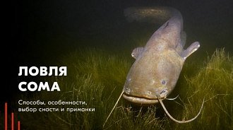 Ловля сома: выбор места, снасти и приманки