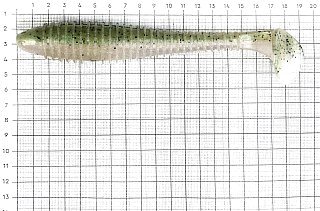 Приманка Keitech виброхвост Swing impact fat 6,8" 482 ghost rainbow - фото 2