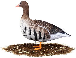 Подсадной гусь North Way белолобый Живое Перо набор 10шт - фото 17