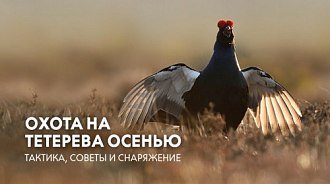 Охота на тетерева: тактика, советы и снаряжение