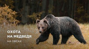 Охота на медведя на овсах: с вышки, лабаза, с подхода