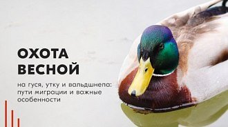 Охота весной на гуся, утку и вальдшнепа: пути миграции и важные особенности