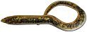 Приманка Savage Gear LB Real eel 15см 12гр bulk lamprey 1/30