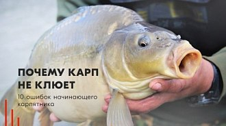 Почему карп не клюет: 10 ошибок начинающего карпятника