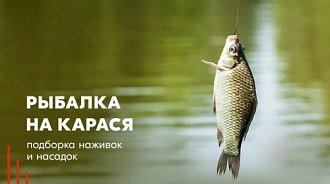 Рыбалка на карася: подборка наживок и насадок